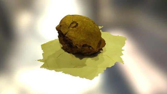 Craneo1 3D Model