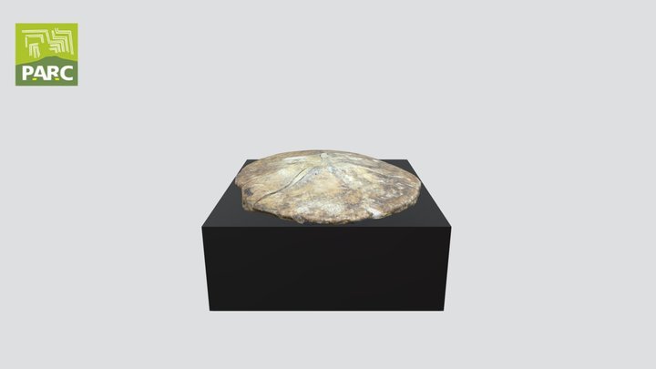 Echinide fossilizzato  CG 09 3D Model