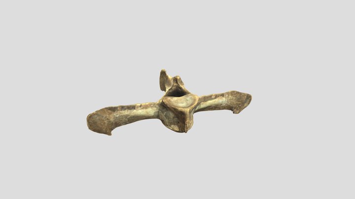 Equus caballus (domestic horse) - lumbar example 3D Model