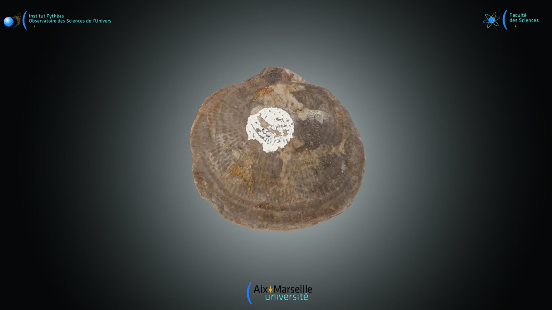 Brachiopode - Productus sp.