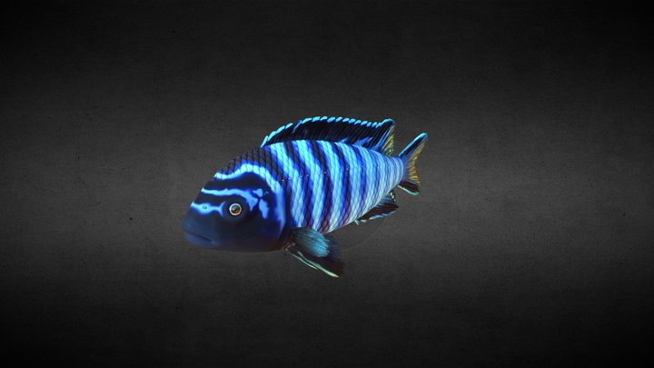 Pseudotropheus Demasoni fish 3D Model