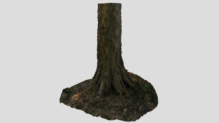 CC0 イヌマキ 🌲 Japanese Yew, P. macrophyllus – Modello 3D gratuito STL