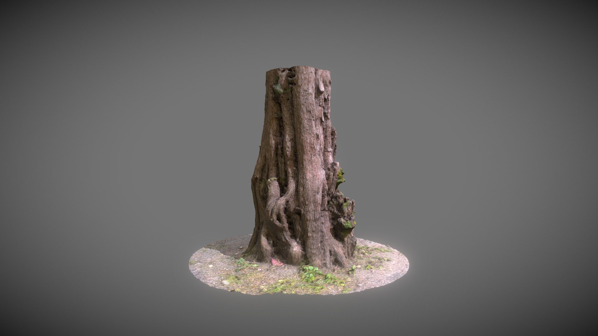 Trunk