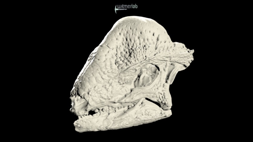 Stegoceras - Pachycephalosaur Dinosaur Skull - Download Free 3D Model ...