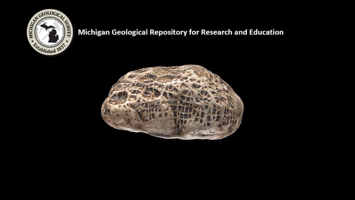 Colonial Coral Fossil 3D Model