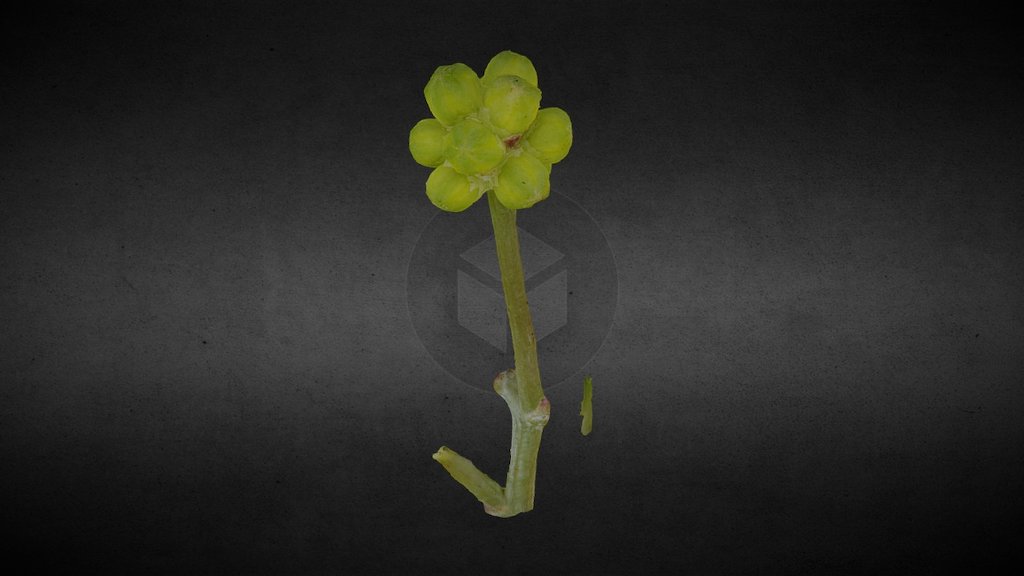 Acacia bud (3X)