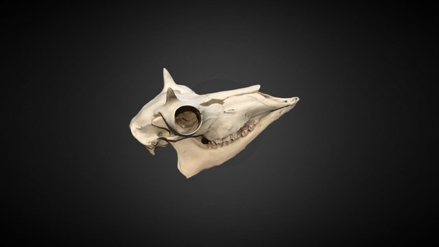 Pronghorn 3D Model
