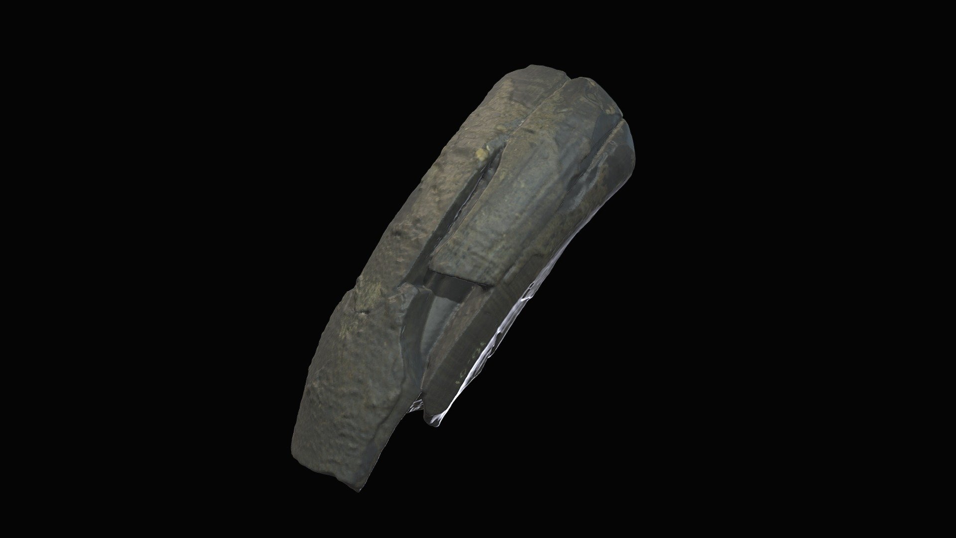 Rhino tusk. Gray Fossil Site, TN.