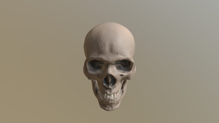 Skull F 3D Model