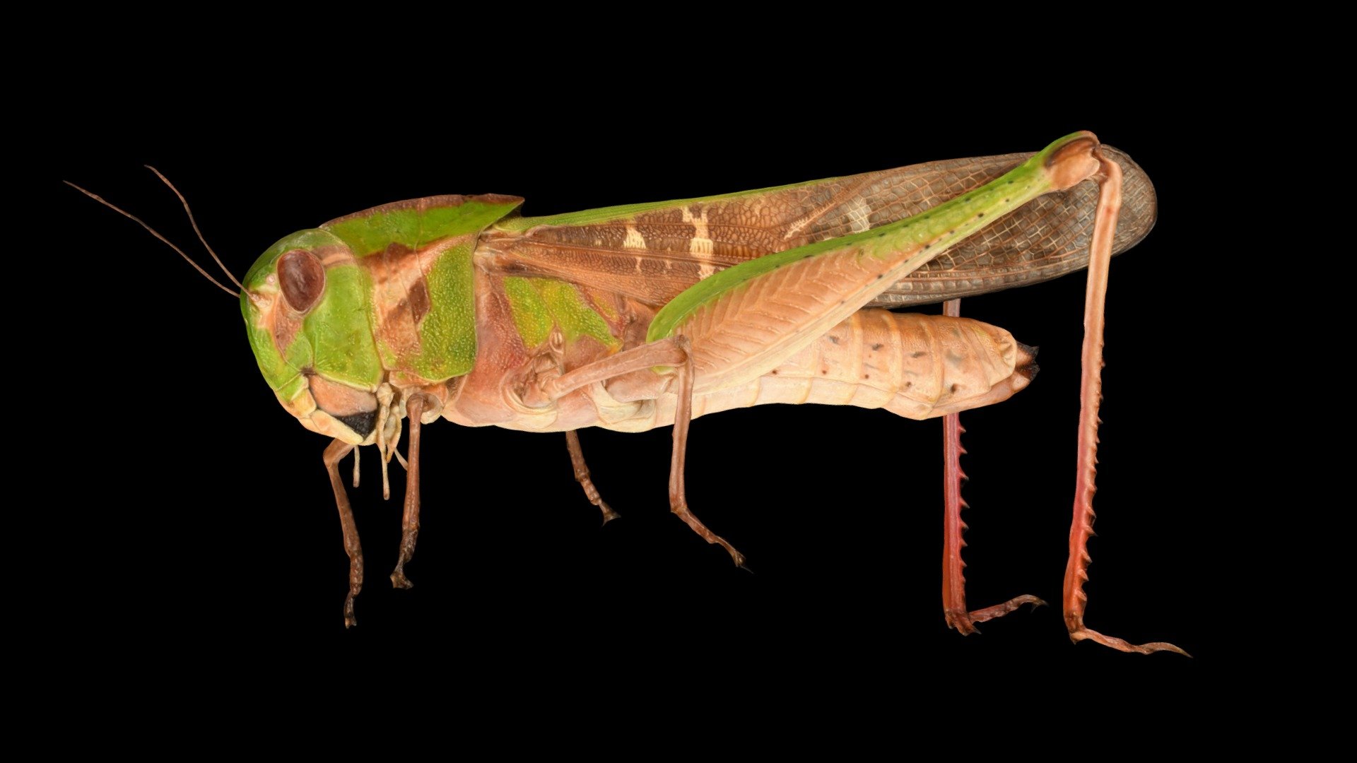 CC0 クルマバッタ 🦗 ♀ Band-winged Grasshopper - Download Free 3D