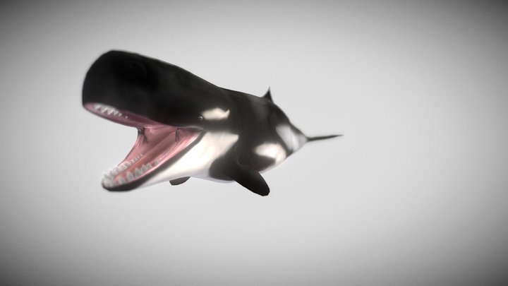 Livyatan melvillei 3D Model