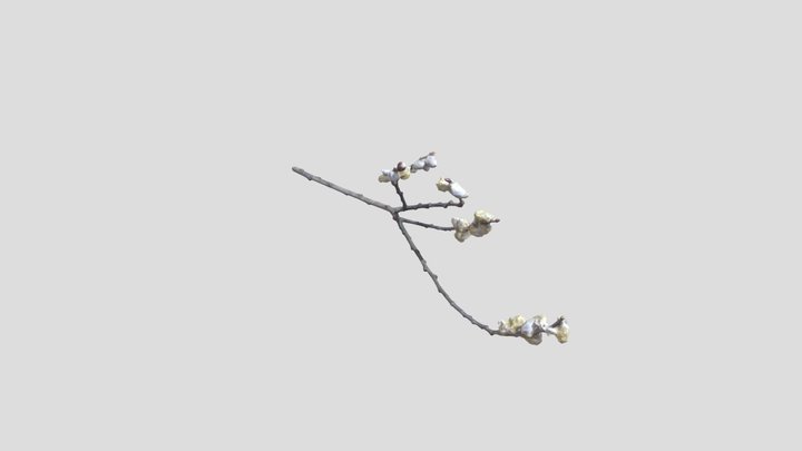 Branch 3D Model