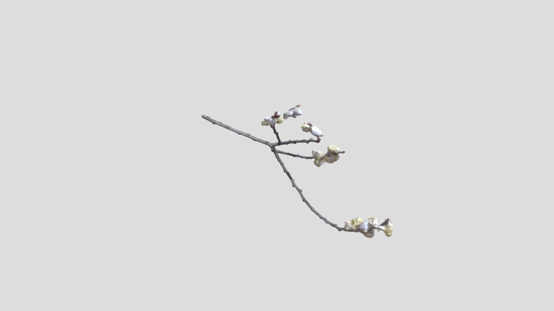 Branch
