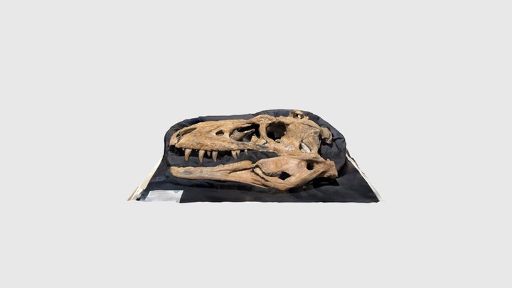 Bisti Beast Skull 3D Model