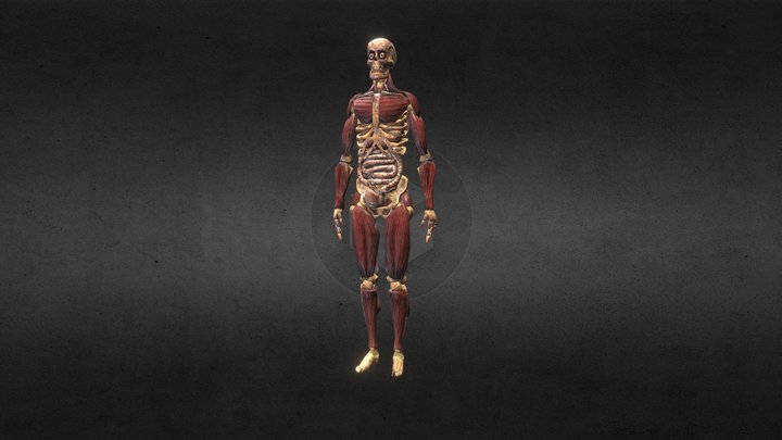 Skeleton gore model – Modelo 3D gratuito STL