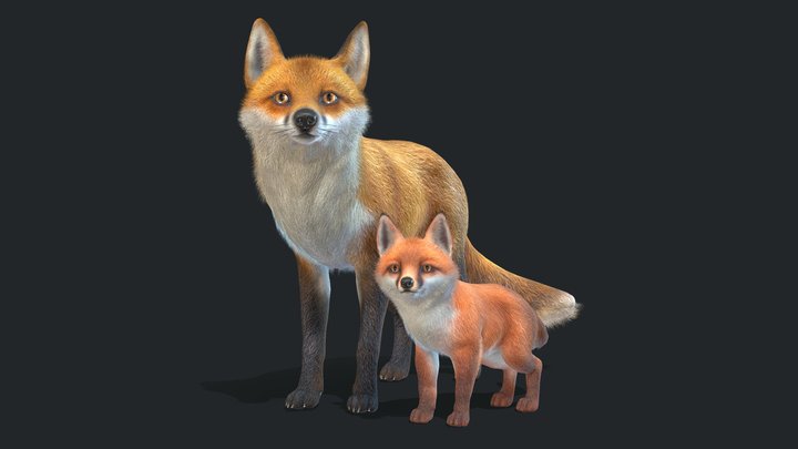 Fox - Family 3D Model