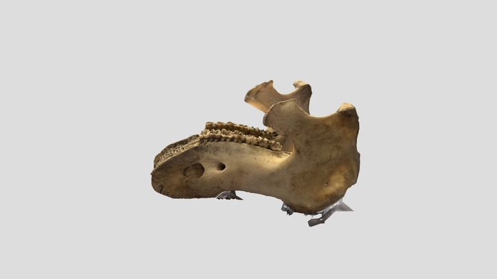 Manatee Mandible