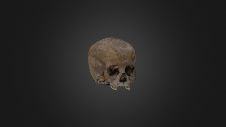 Cráneo Xico 3D Model
