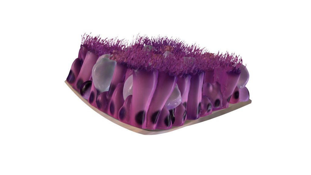 Test yourself on the epithelium of the trachea