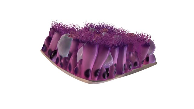 Test yourself on the epithelium of the trachea 3D Model