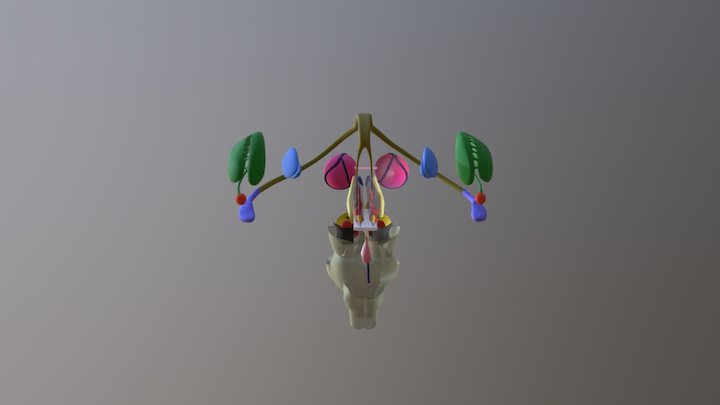 Hypothalamus and Pituitary 3D Model