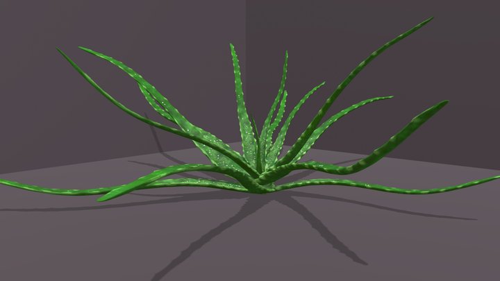 House plant Aloe 3D Model