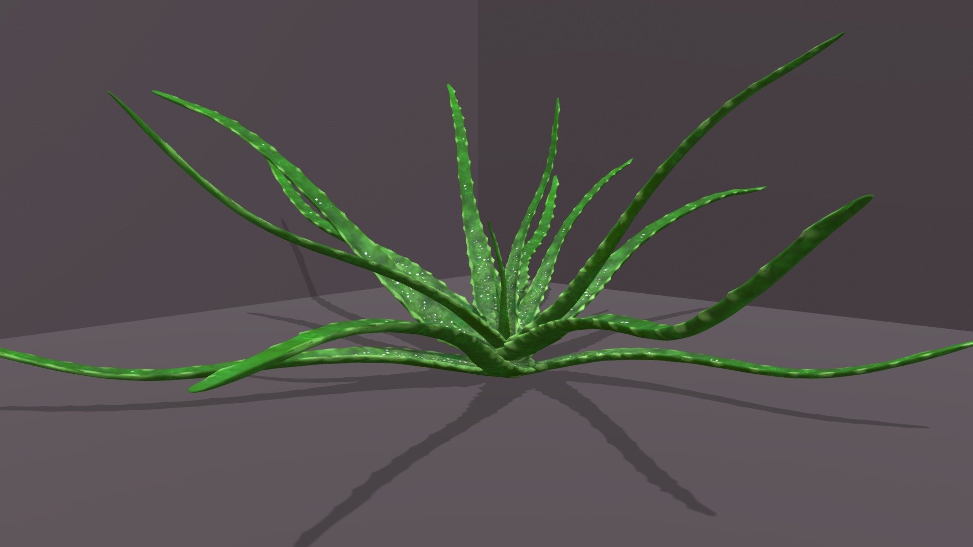 House plant Aloe