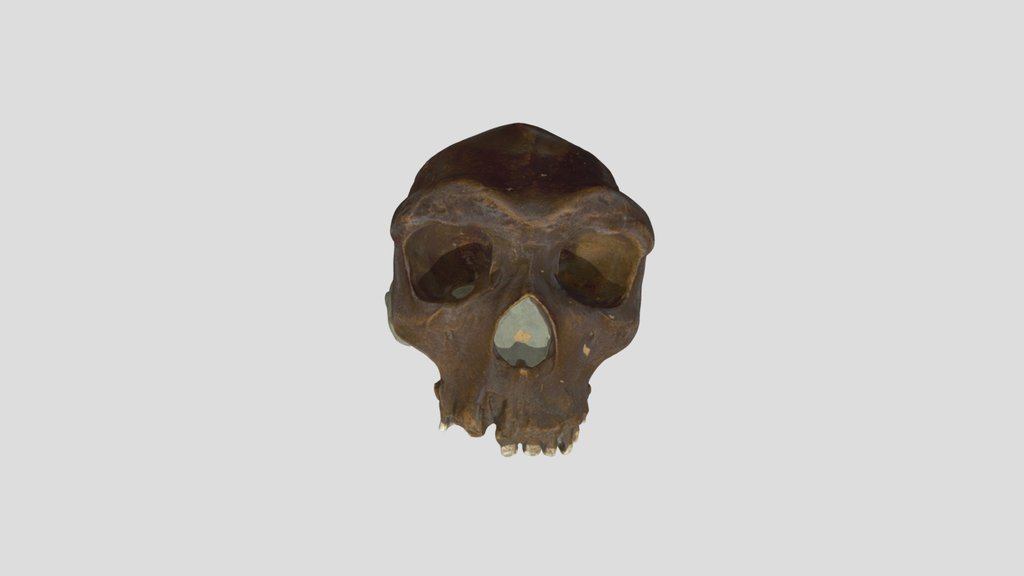 Kabwe 1 - Skull