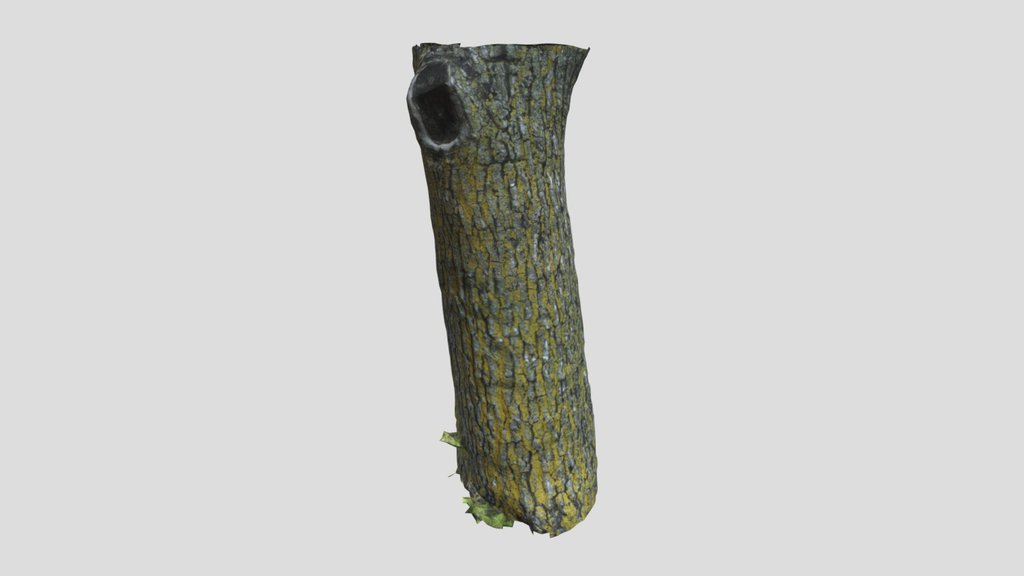 Small Photoscanned Tree 05