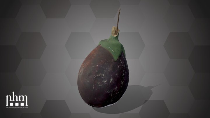 Eggplant (NHMW-AFW-DING-0046-116) – Modèle 3D gratuit STL