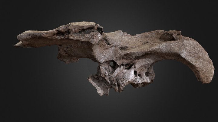 Edmontosaurus Braincase 3D Model