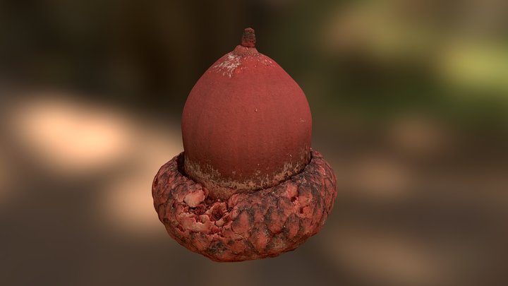 Acorn 3D Model