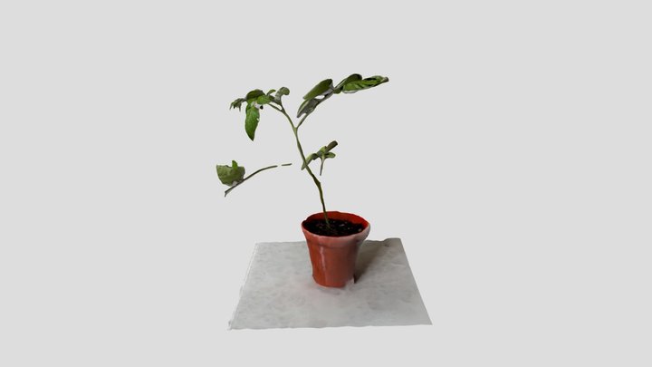 Baby Tomato Plant 3D Model