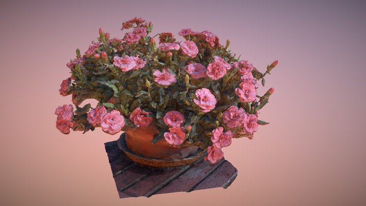 Pink flowers in a pot_#AgisoftNatureChallenge 3D Model
