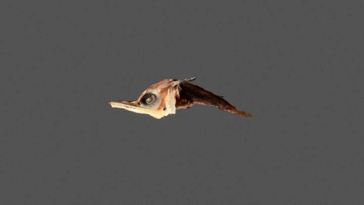 Billfish, Istiophoridae - Larva 3D Model