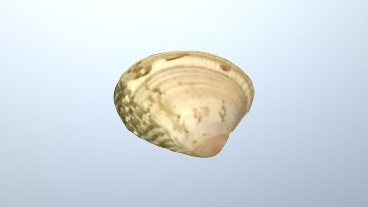 菲律賓簾蛤Ruditapes philippinarum 3D Model
