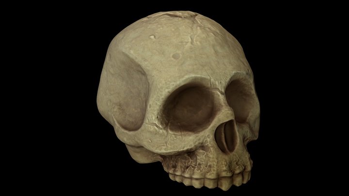 Skull Half – Free 3D Model STL