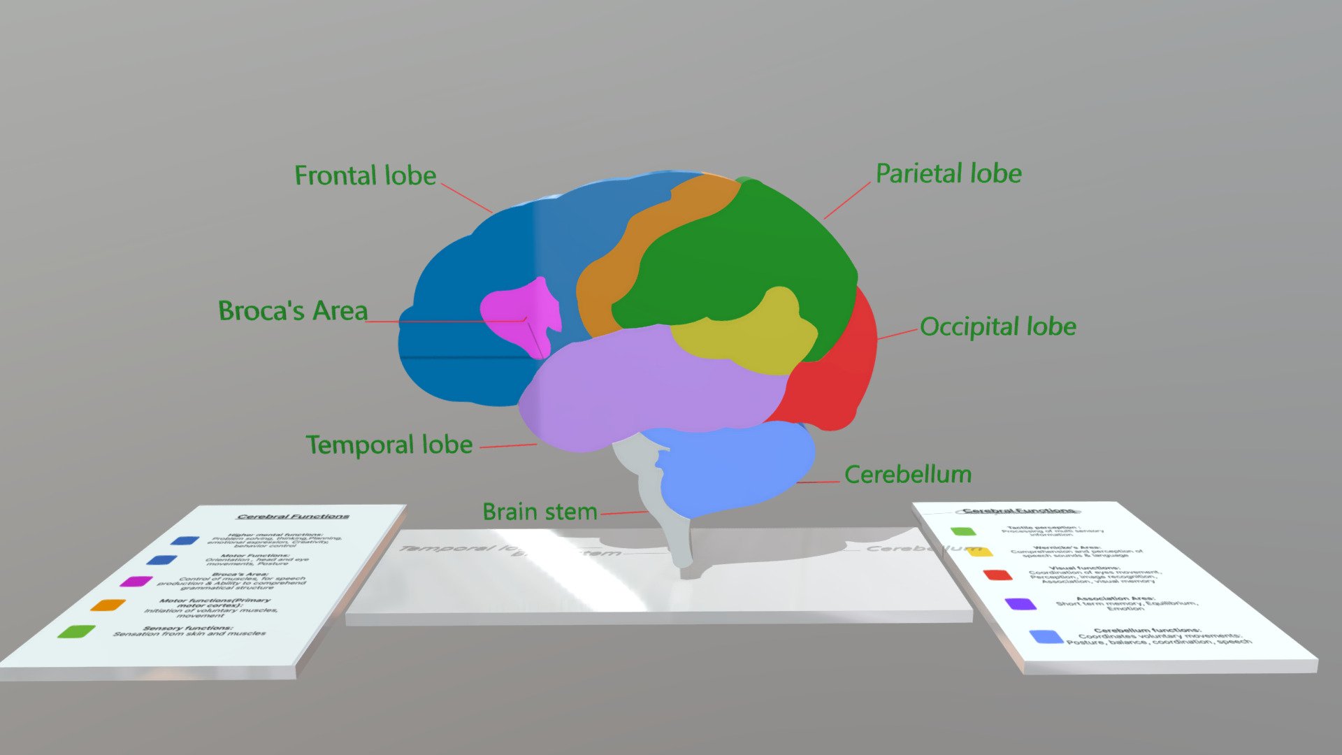 Brain surface anatomy and functions - 3D model by luismi93 [f82cbcf ...