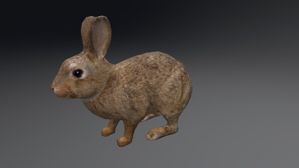 Rabbit - 3D model by RedDeer (@billl90) [f82f9f1] - Sketchfab