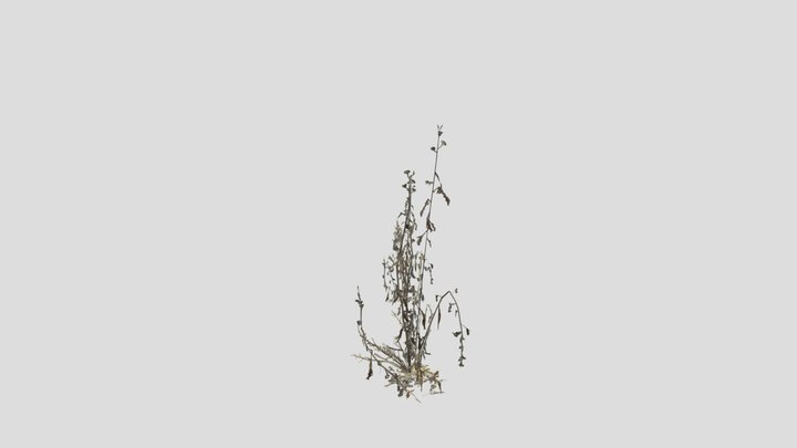 plants