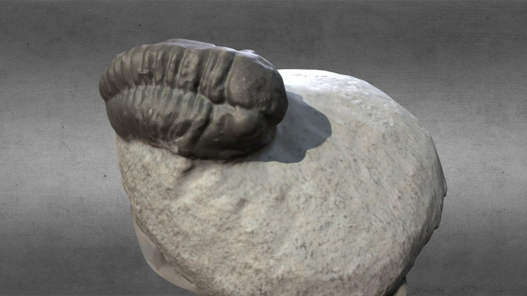 Trilobites, captura de Ulyses