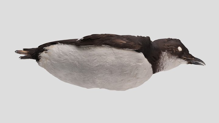 YPM ORN.098273 Thick-billed Murre, Uria lomvia – Kostenloses 3D-Modell STL