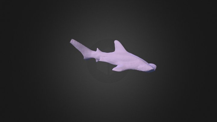 Hammerhead Shark 3D Model