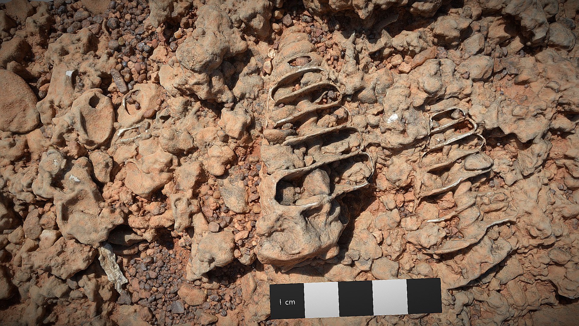 Telescopium sp. fossils (Telescope snails) 3D model by UQ School of