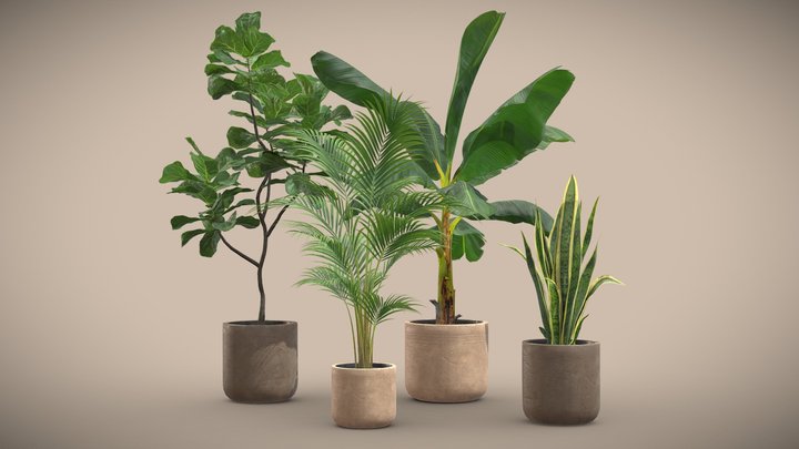 Indoor Plants Pack 24 3D Model