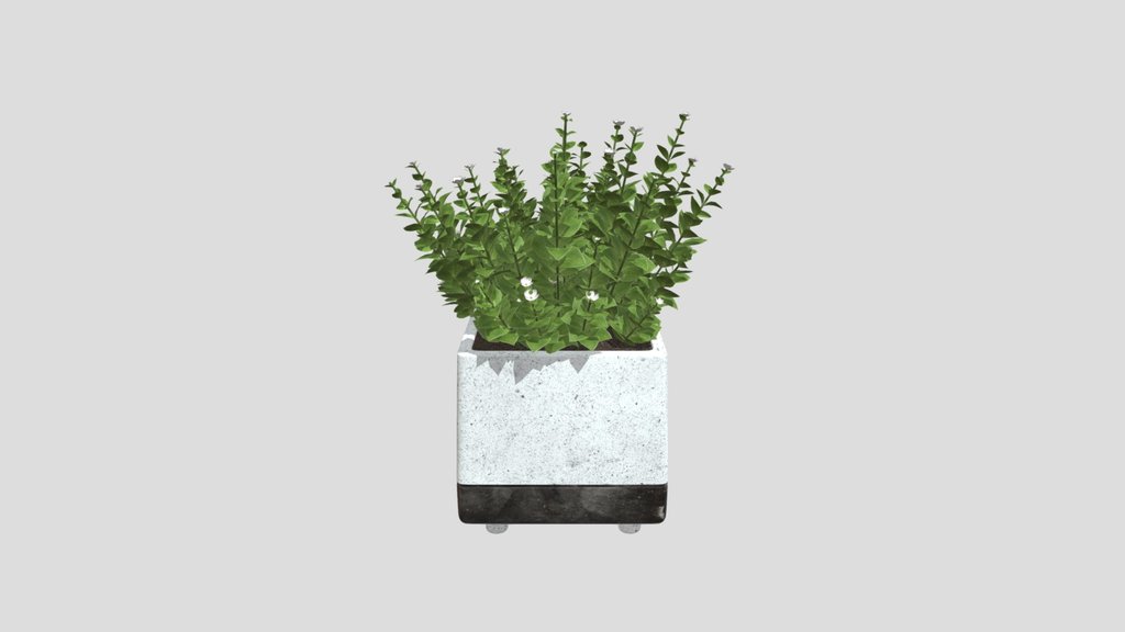 White Blooms In Modern Planter