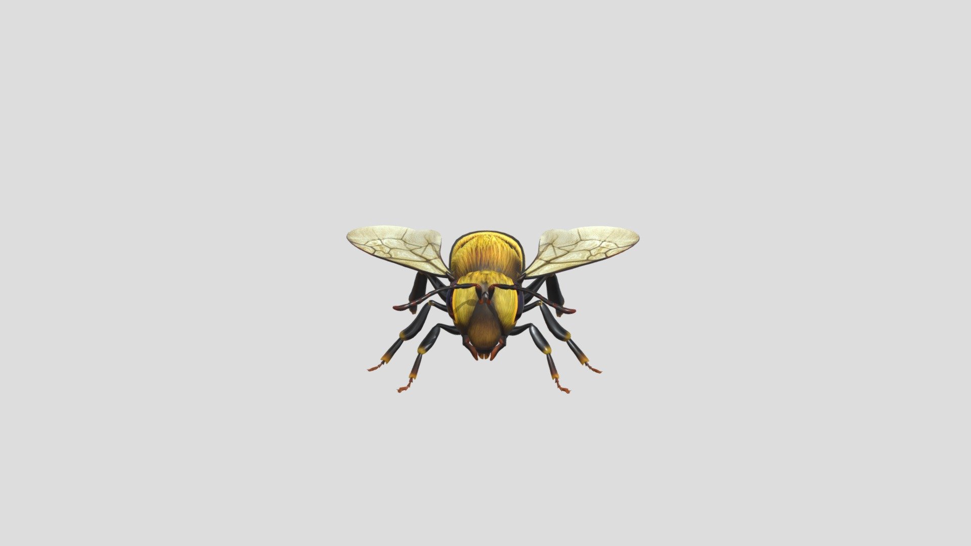 animated_bee_flying_landing_loop - Download Free 3D model by Tiến Sỹ ...