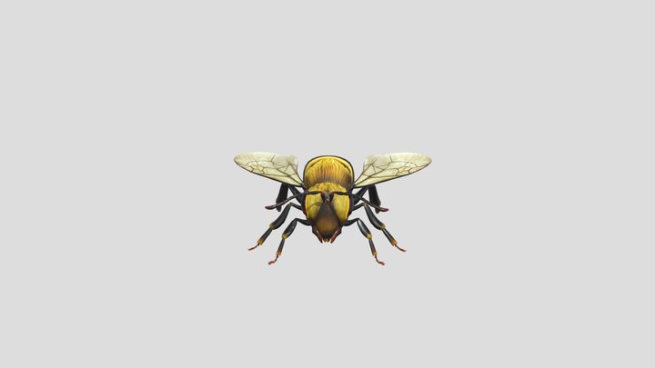 animated_bee_flying_landing_loop 3D Model