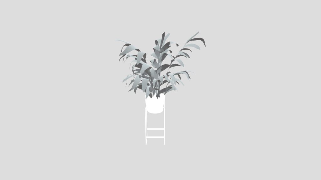 Alpania Galanga Med Potted Plant