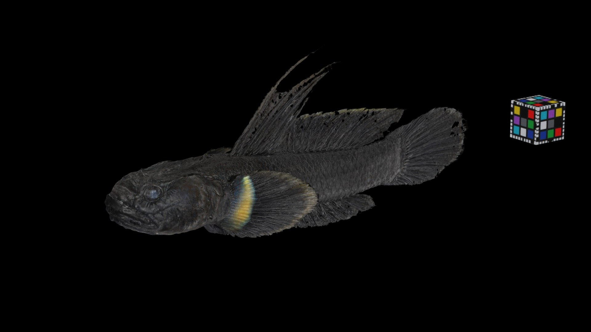 チチブ Dusky tripletooth goby, Tridentiger obscurus